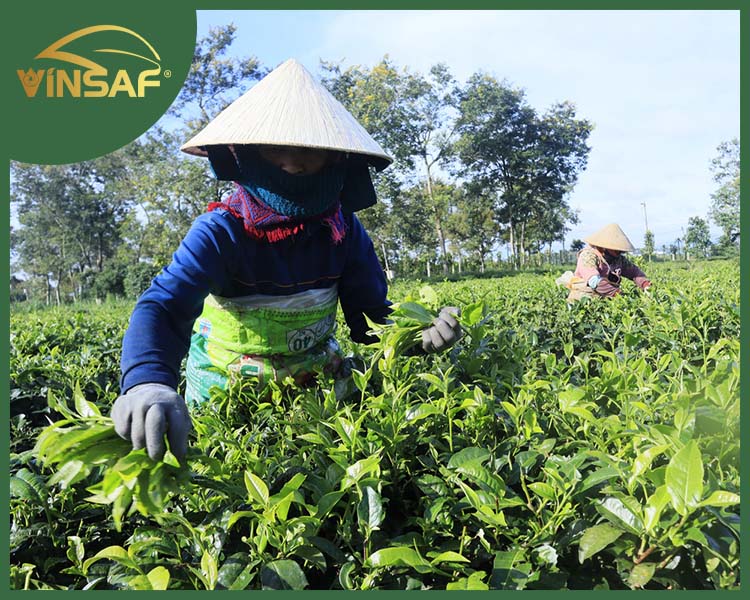 Bac Thai Nam Tea Co., Ltd